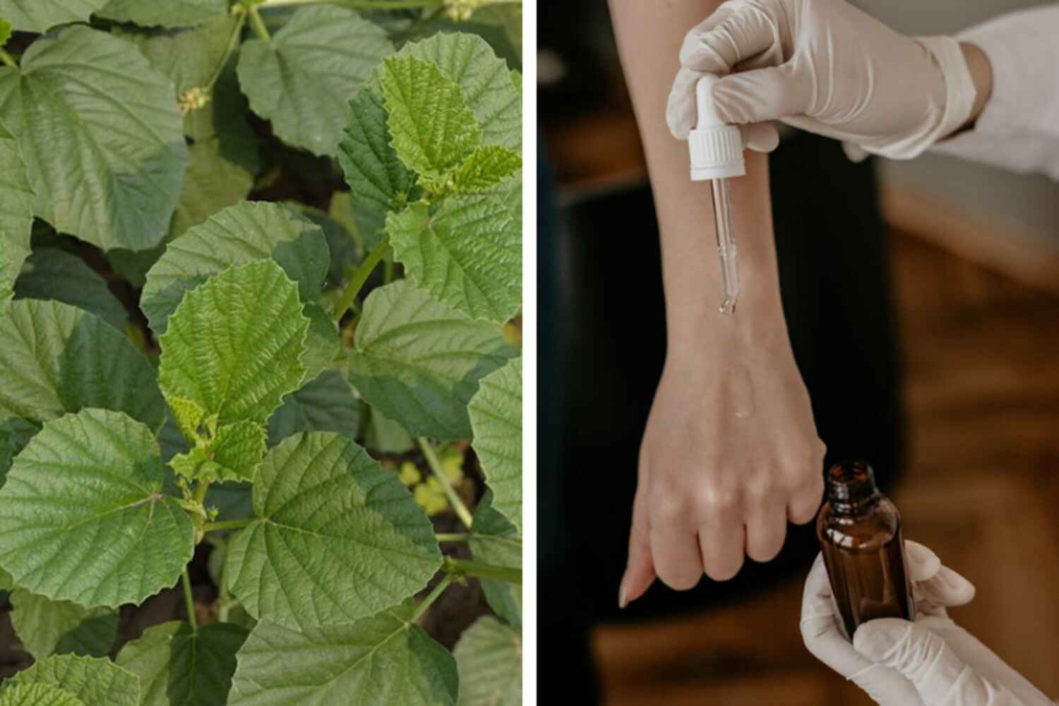 Le Bakuchiol : l'actif anti-âge et anti-acné du moment