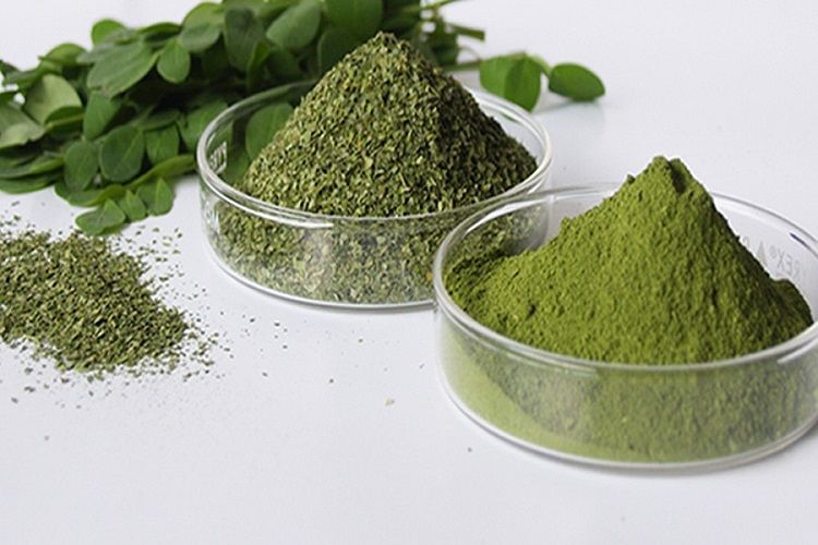 Le Moringa, un superaliment tendance