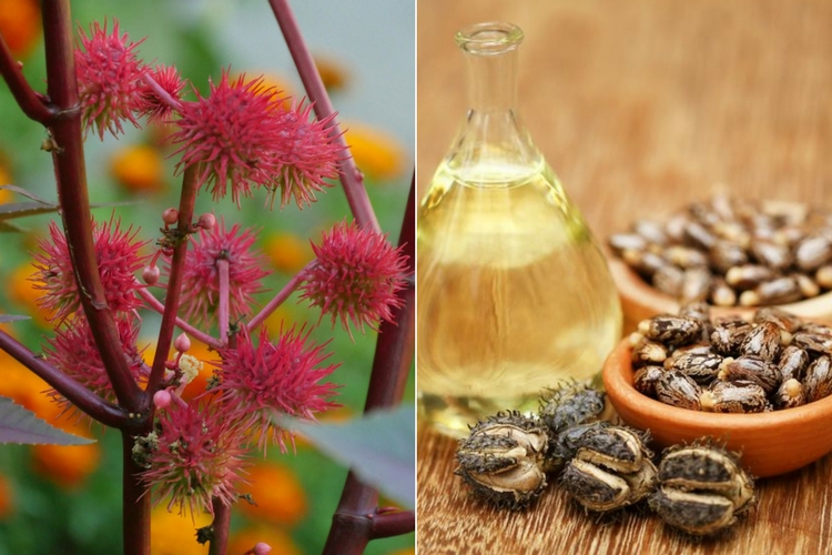 Huile de ricin : ses bienfaits pour la santé et la beauté