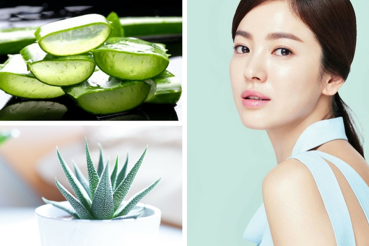 Aloé Vera : les bienfaits pour la peau