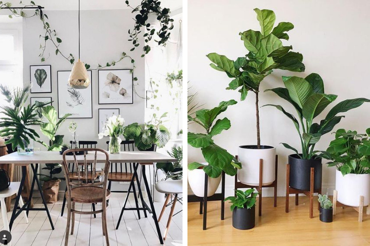 Bien-être : quelle plante choisir pour son intérieur ?