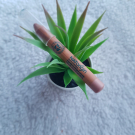 Swatch de Vanessinmetz : Ombre à paupières jumbo, Natorigin