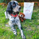 Swatch de Plume_setter : KOOKAPI Chien Adulte, KOOKAPI