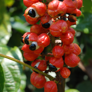 Plante adaptogène : Guarana