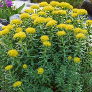 Plante adaptogène : Rhodiole