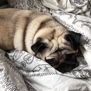 La chienne d'EnjoyPhoenix 