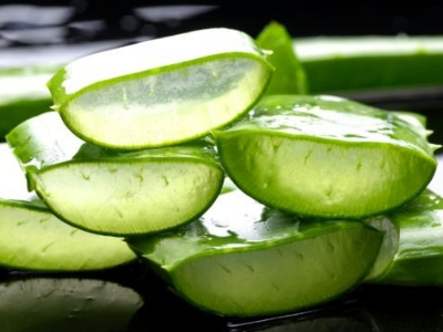 La plante de l'aloe vera aux multiples bienfaits