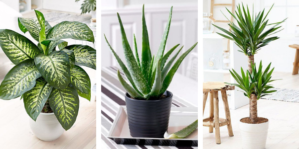 plantes à éviter avec les chats