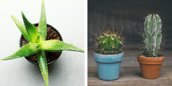 Aloe Vera Cactus