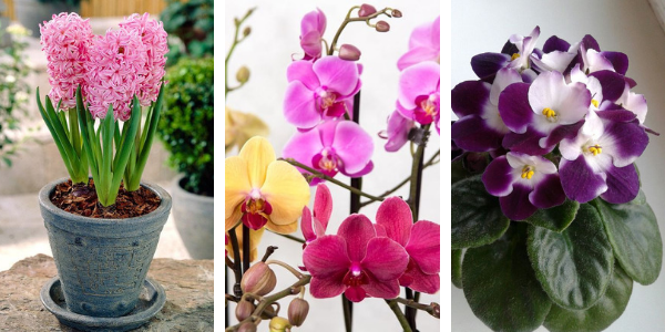 plantes fleuries intérieur