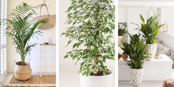 plantes dépolluantes