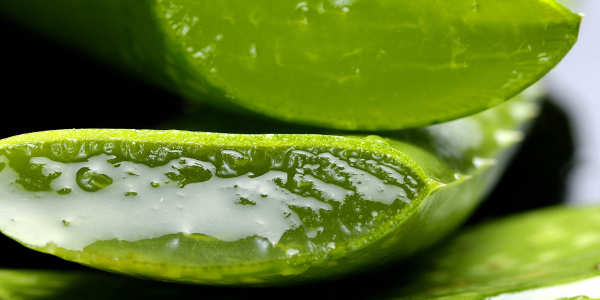 aloe vera