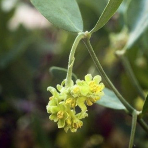huile végétale jojoba