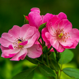 huile végétale rose musquée